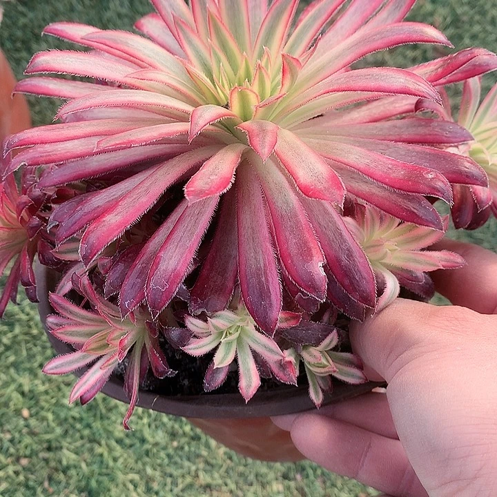 899朱雀多肉植物