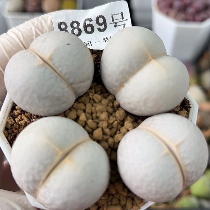 8869四年超大高尔夫4个3cm