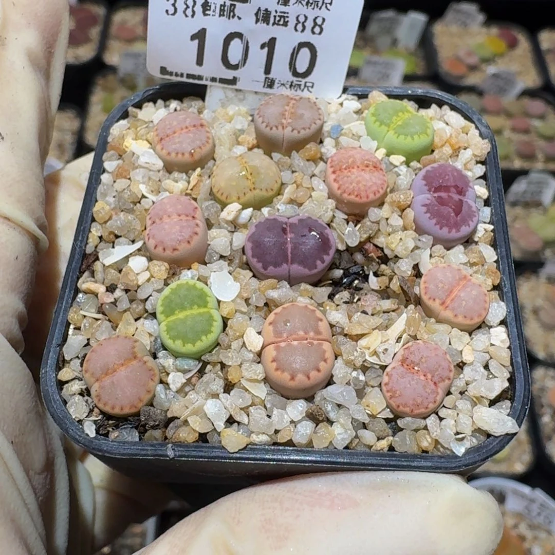 小***乖Ssss生石花肉锥1010