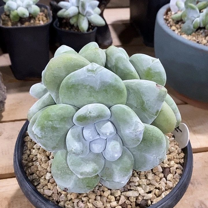 大海星叶拇指，煜煜妈