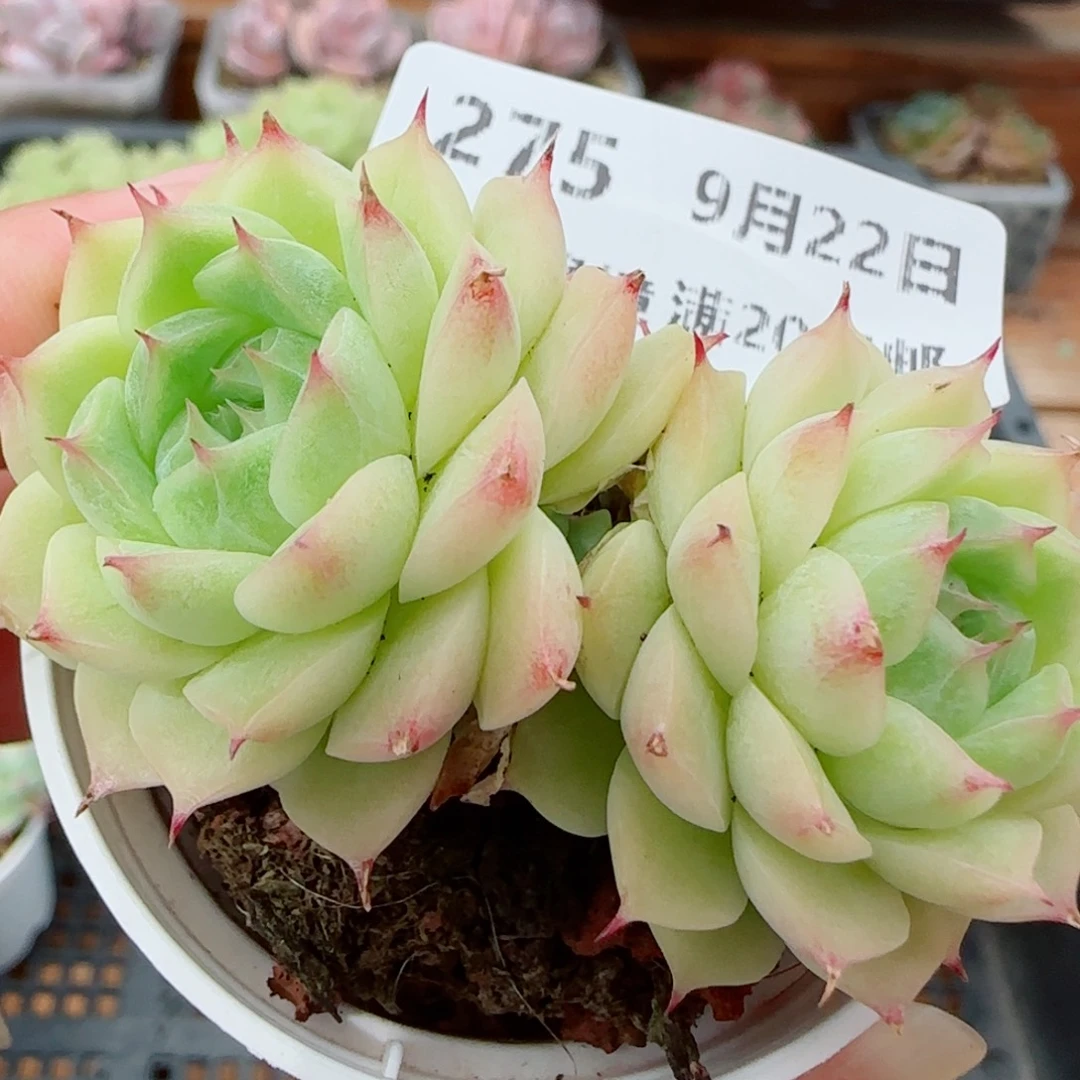 花语逸镜0922-275包子