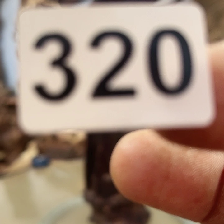 风车木（黑檀木）八**温我们都是很喜欢的
