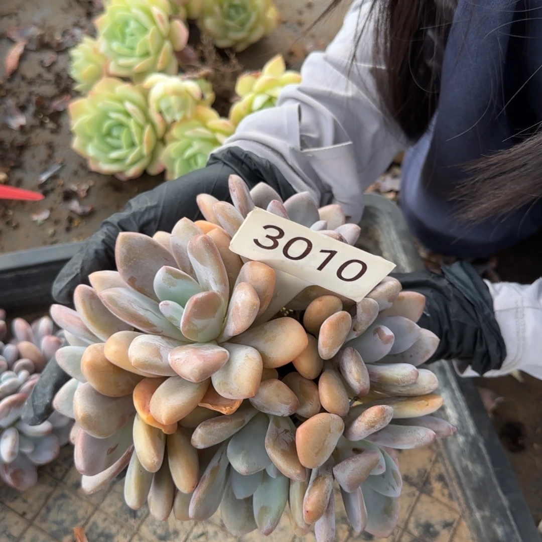 粉兔群。 3010号。