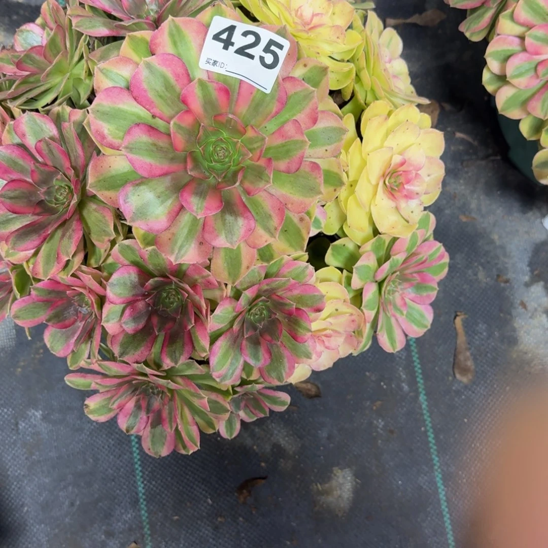 雨河多肉植物老庄425