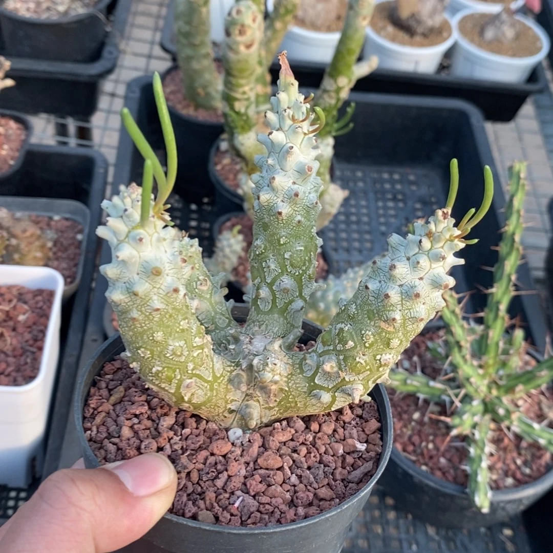 钟馗多肉植物一个多肉