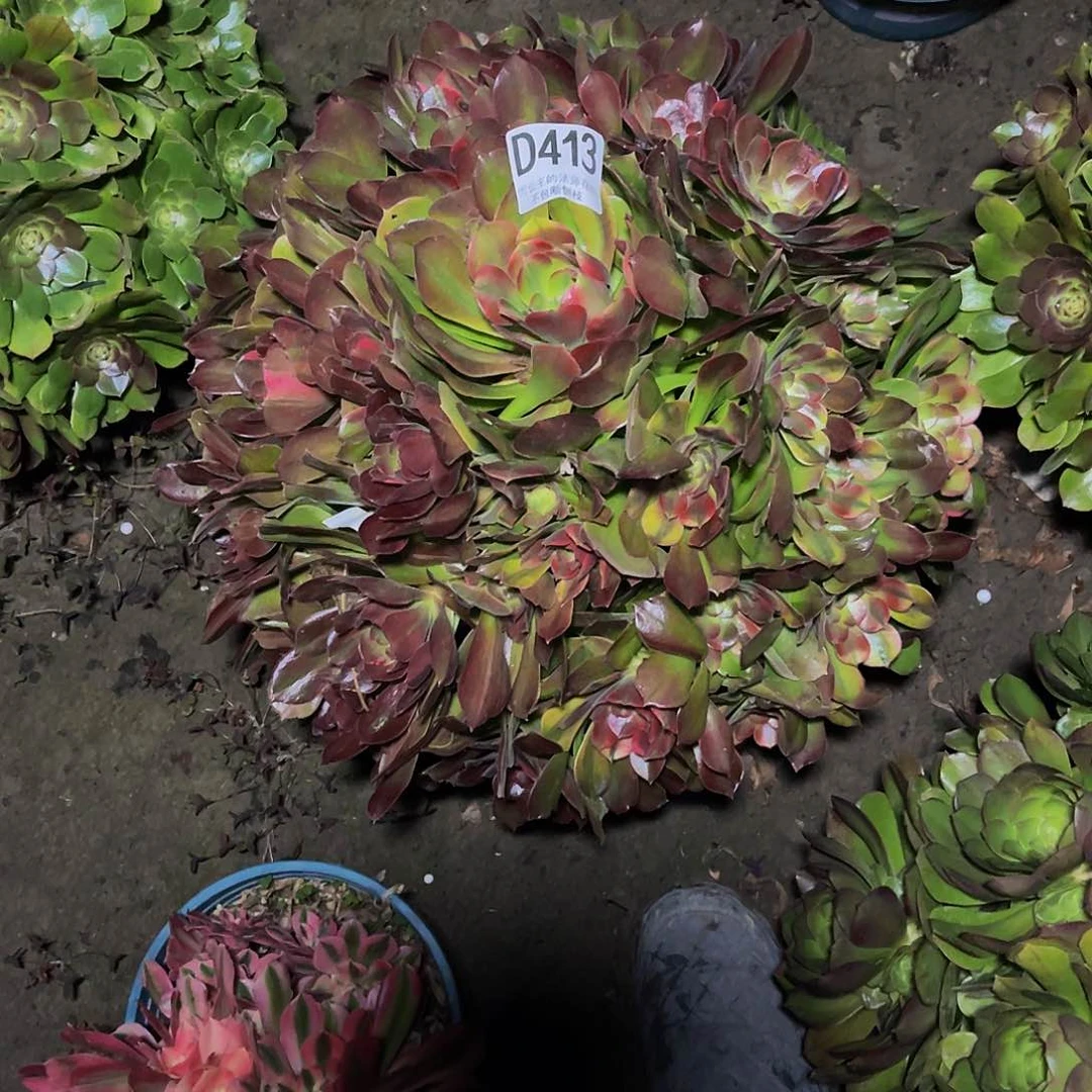 法师法师13–45。包邮法师