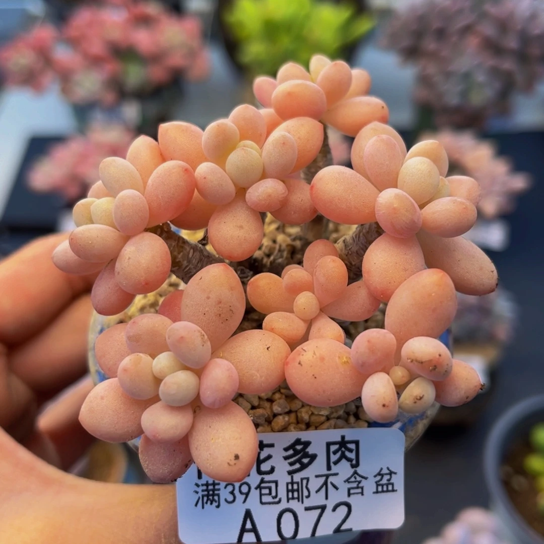 072-鱼子酱多肉6cm