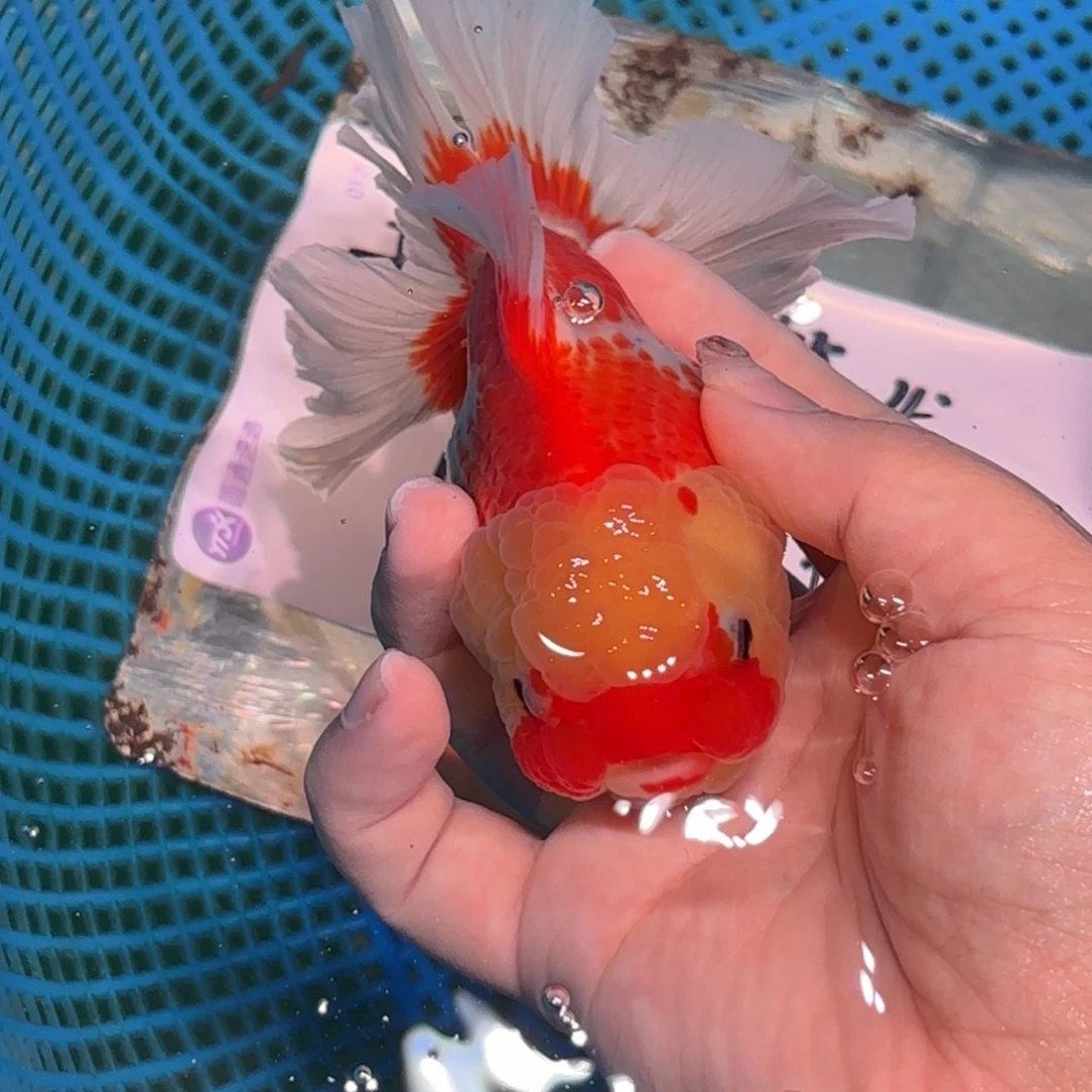 *****金鱼拍包装包邮不拍发到付