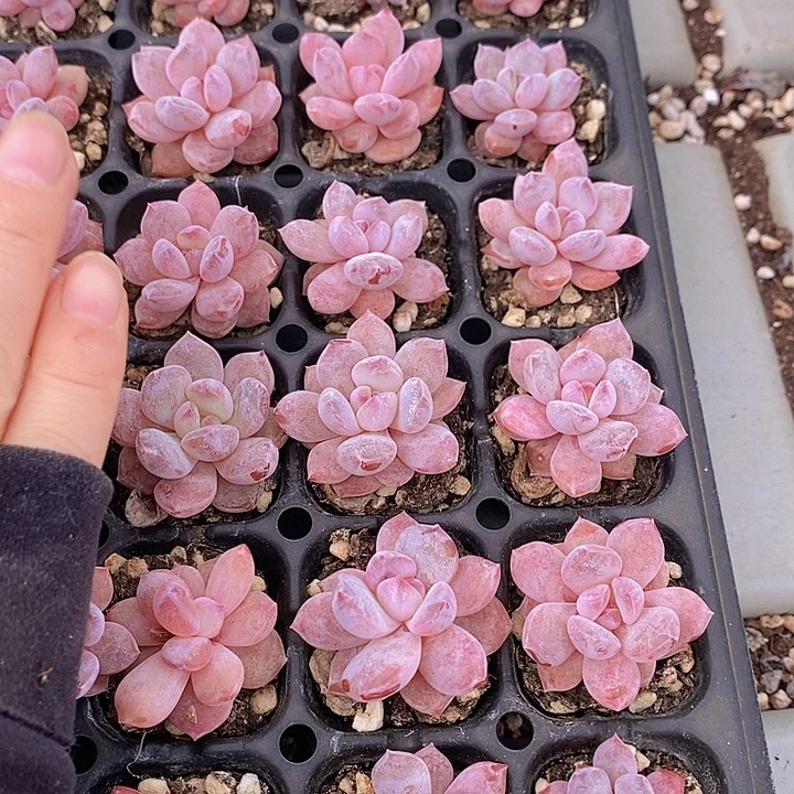 110 多肉植物盆栽花卉