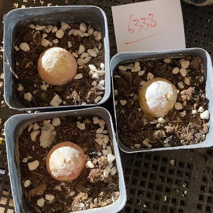 6338。  大灯泡3颗。 2.6