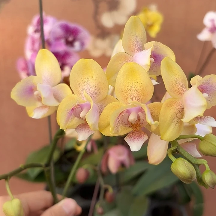 春***8完全开放055蝴蝶兰变异