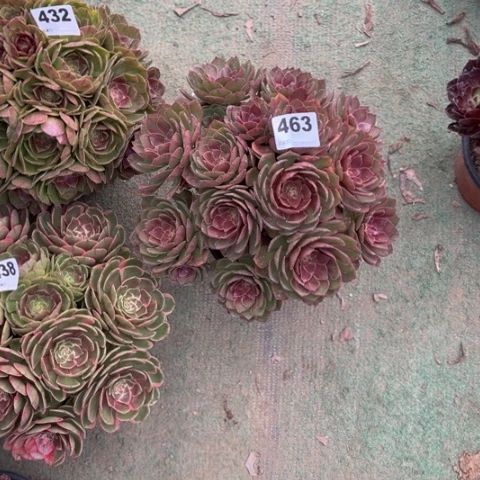 平***》463桃花石朵朵多肉