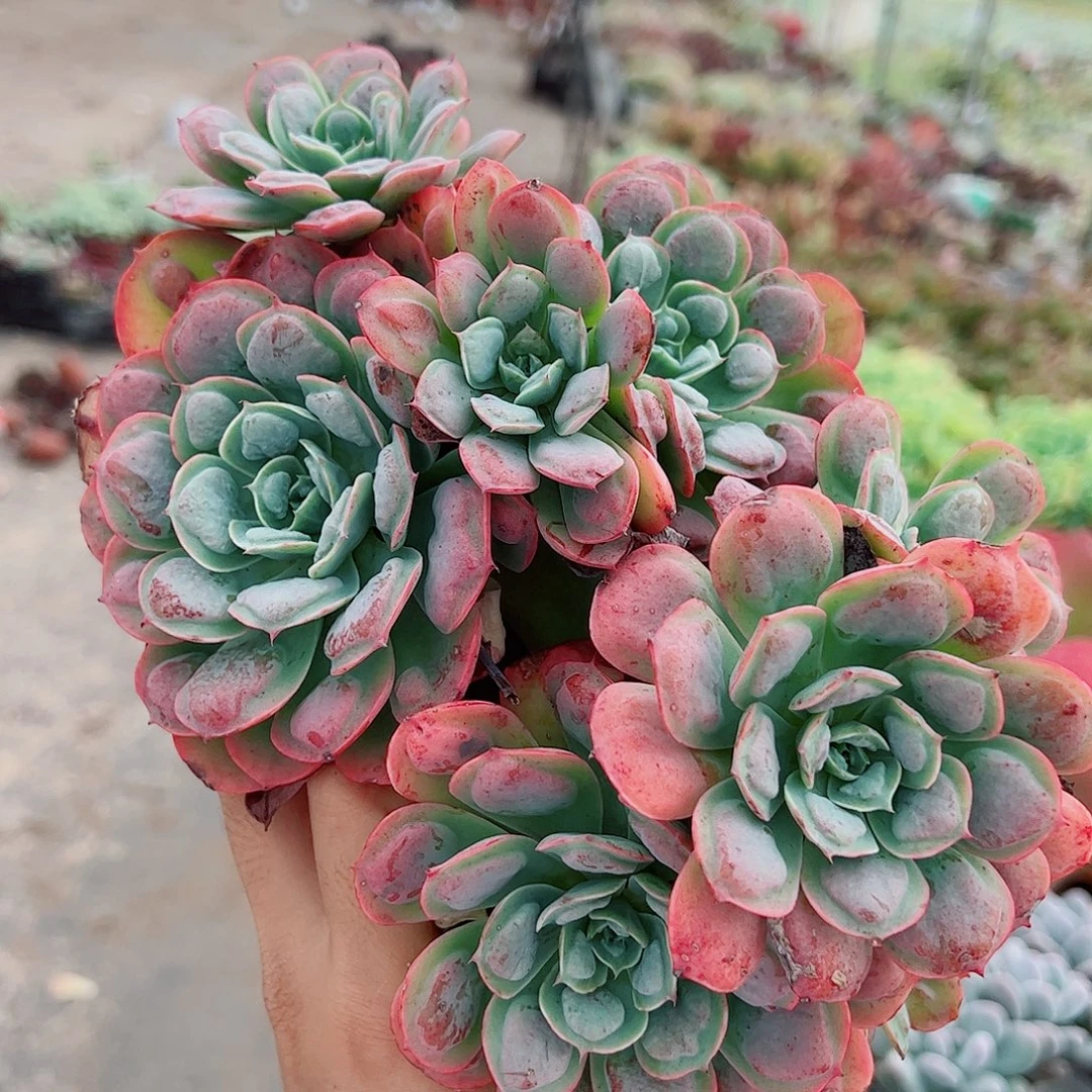 雨滴多头造型精控二盆