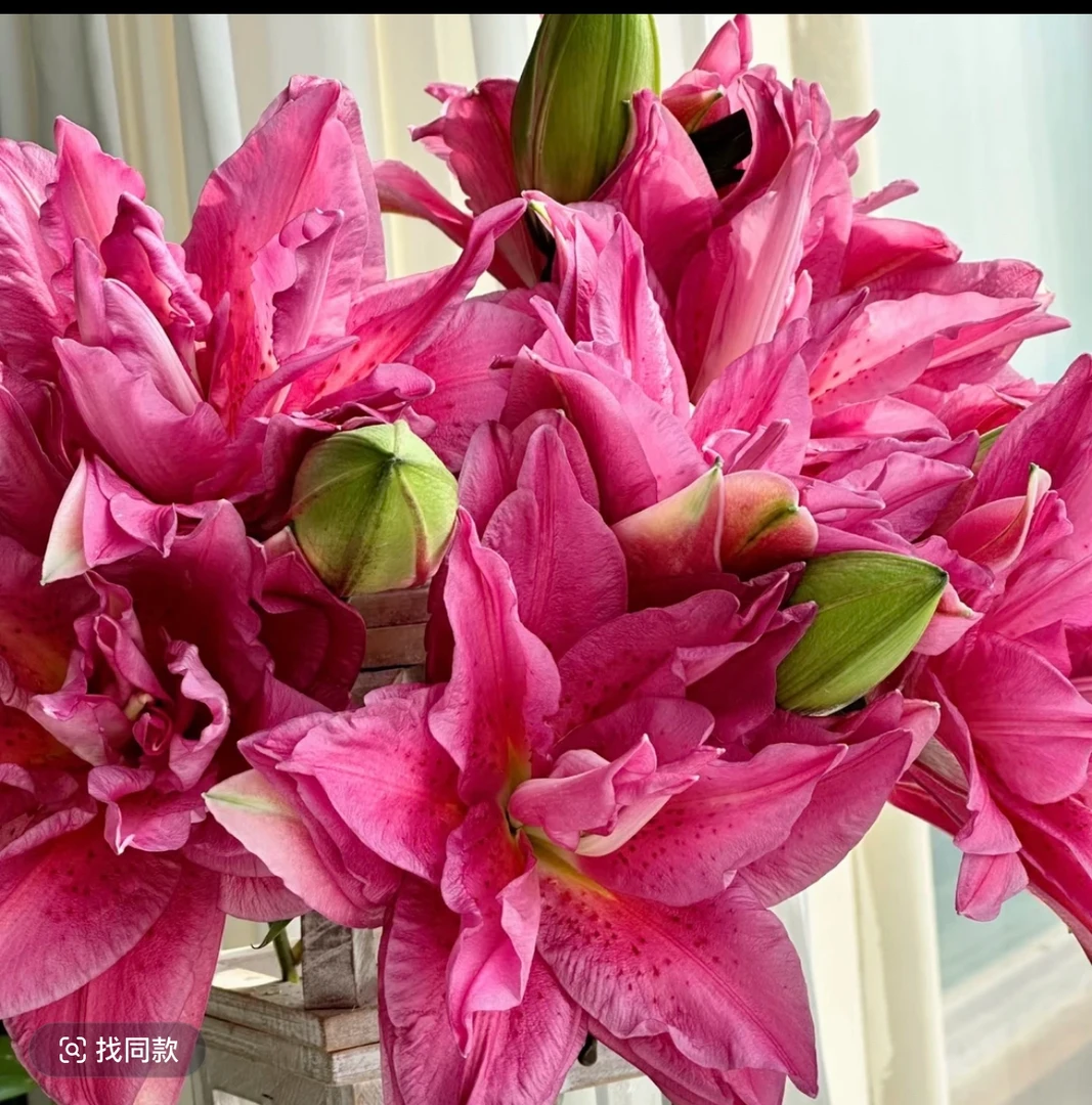 2号店四季可种《宝莲灯周长16/18cm》进口重瓣香水百合种球