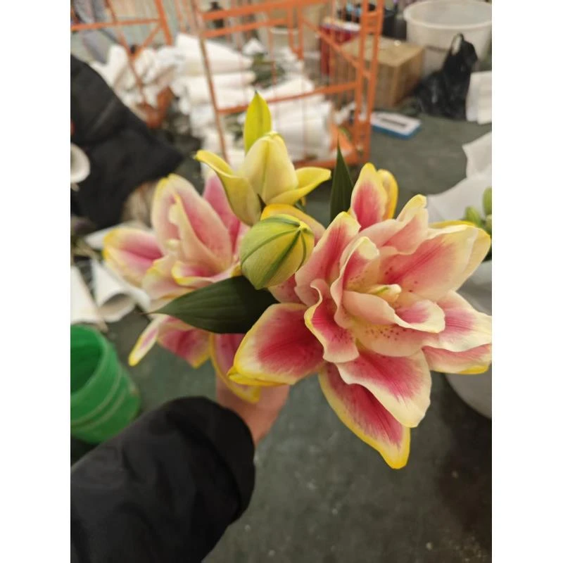 金玉满堂 吸色重瓣香水百合 任意2单顺丰/德邦 云南鲜花直发