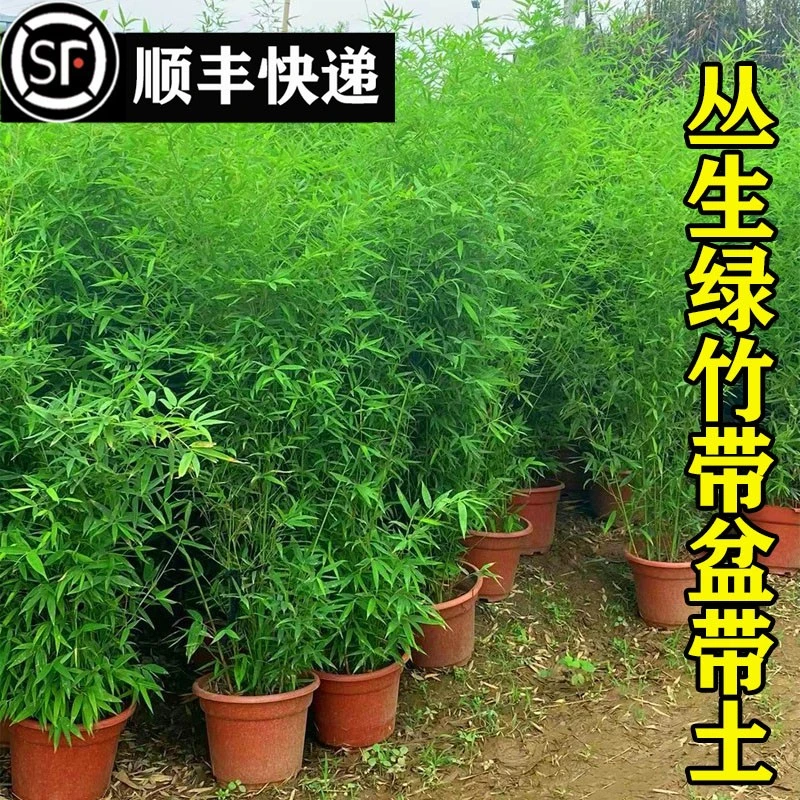 四季常青可室内外种植的竹子盆栽适合庭院绿化装饰