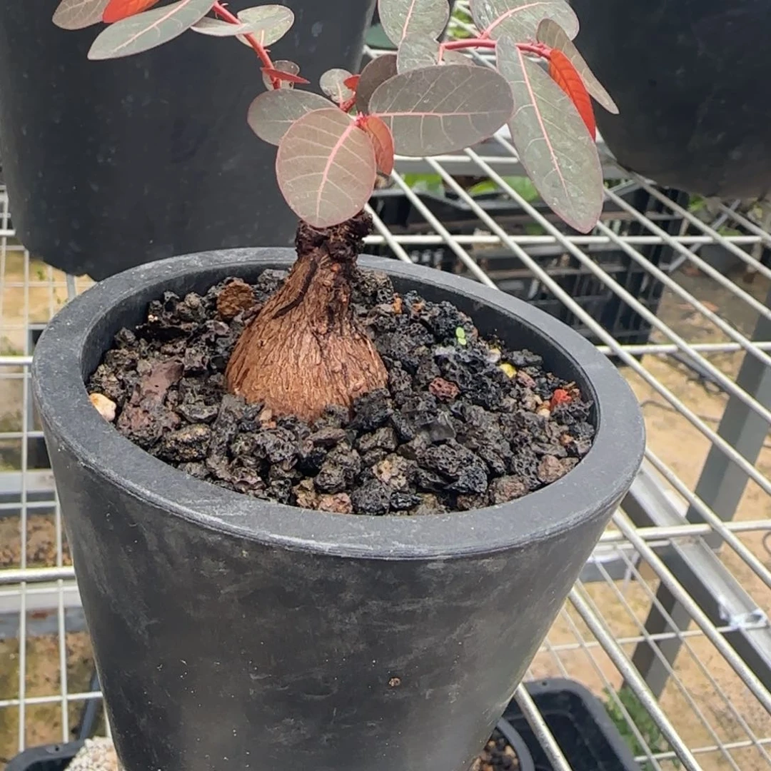 植物植物植物植物植物