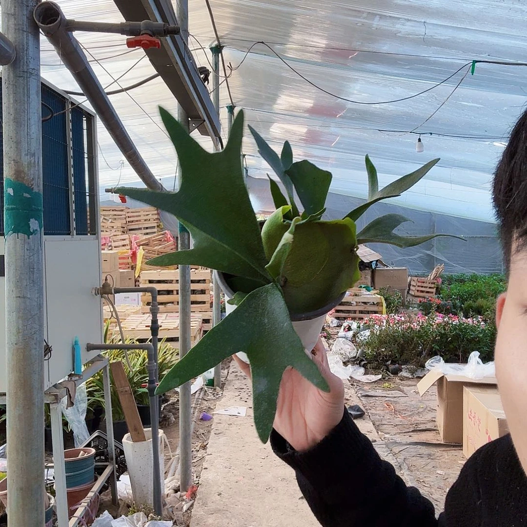 完全开放二歧鹿角蕨一棵