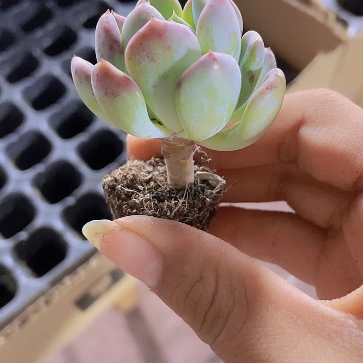 58精品玛瑙2米3颗