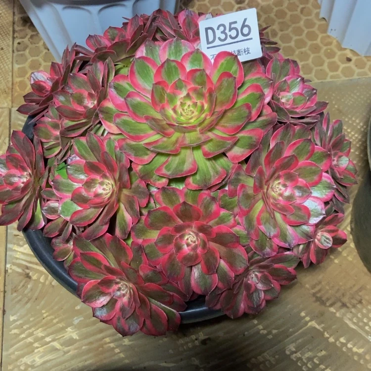 【闪购商品】米*356云荷物流多肉