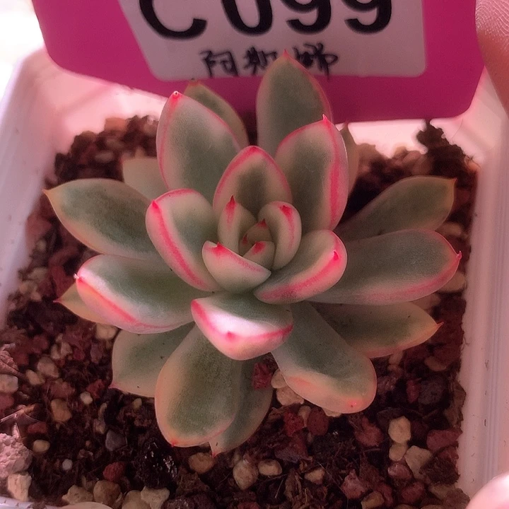 阿斯娜覆轮锦有根