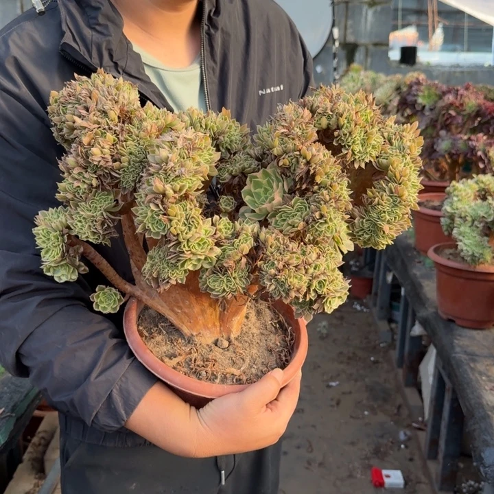 男神大模特法师锦缀化不包损448