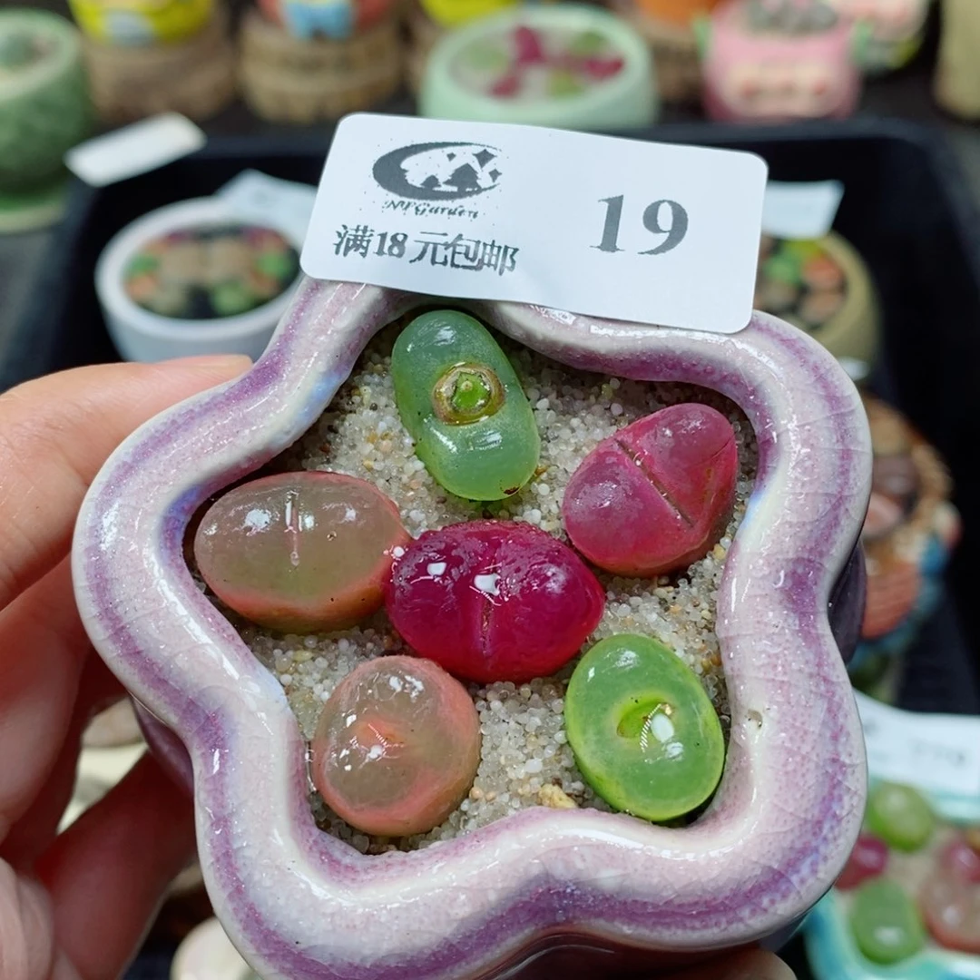 迷****熊19生石花花花花开了