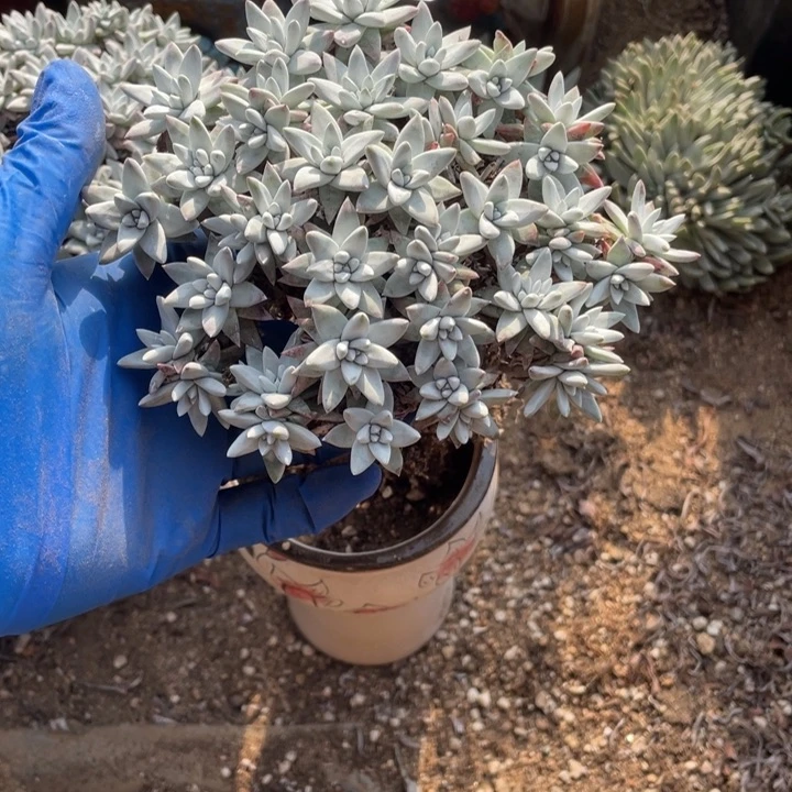 晶*缘126号白菊多肉植物