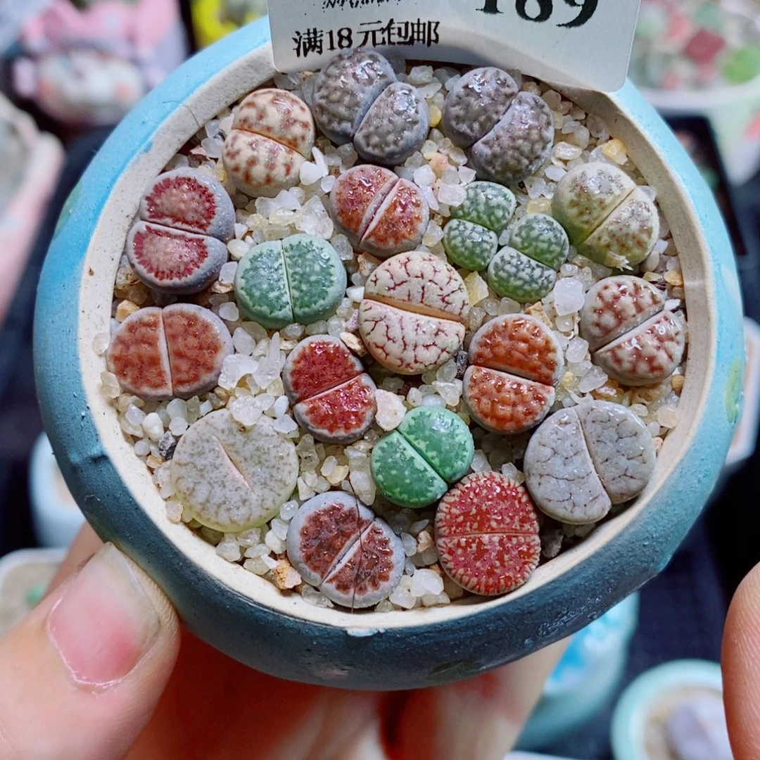 生石花花花花花花花花189