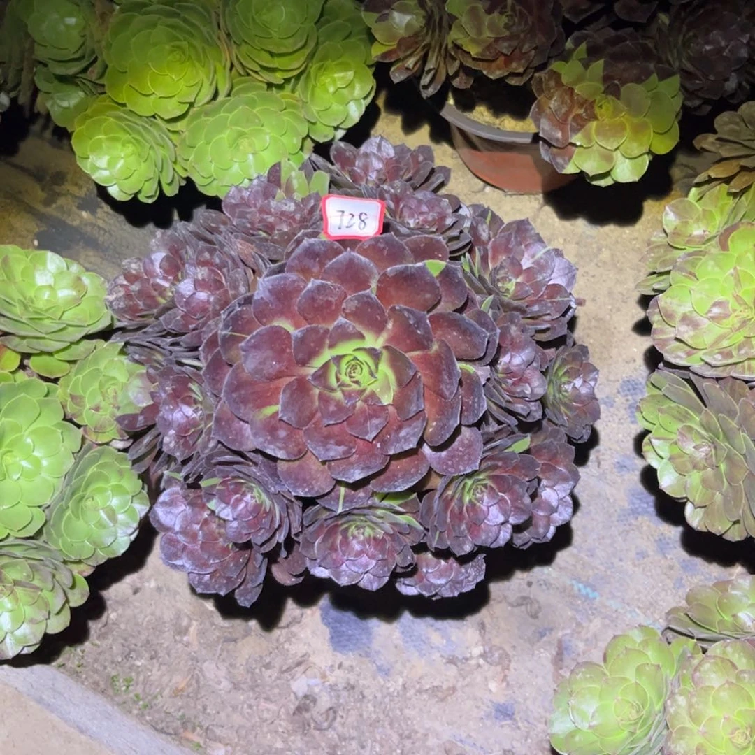 728多肉植物黑牡丹