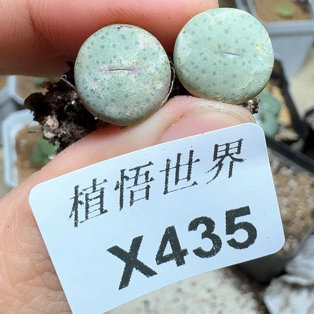 435盒多肉植物哇c g