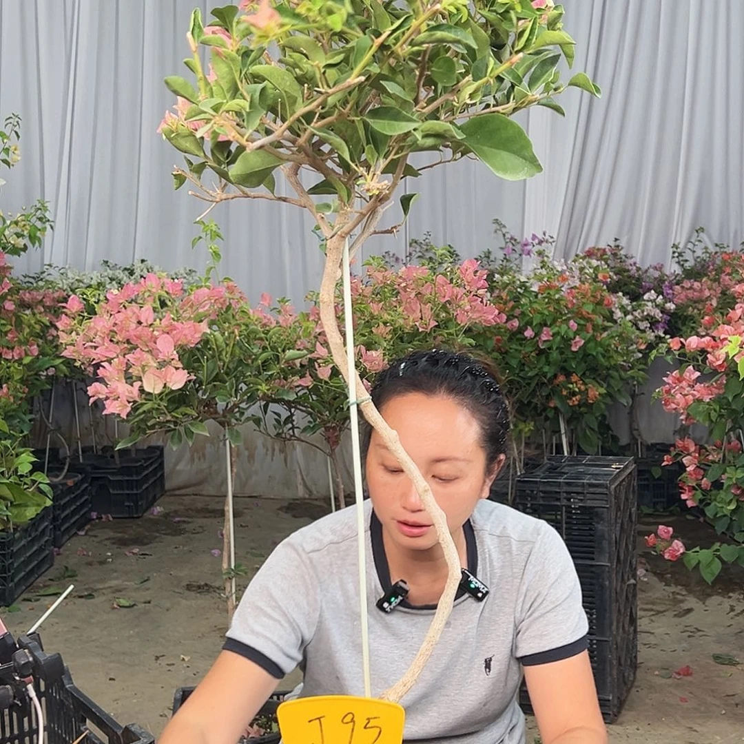 Y***0当前无花栽培后可以开花J95卡亚塔