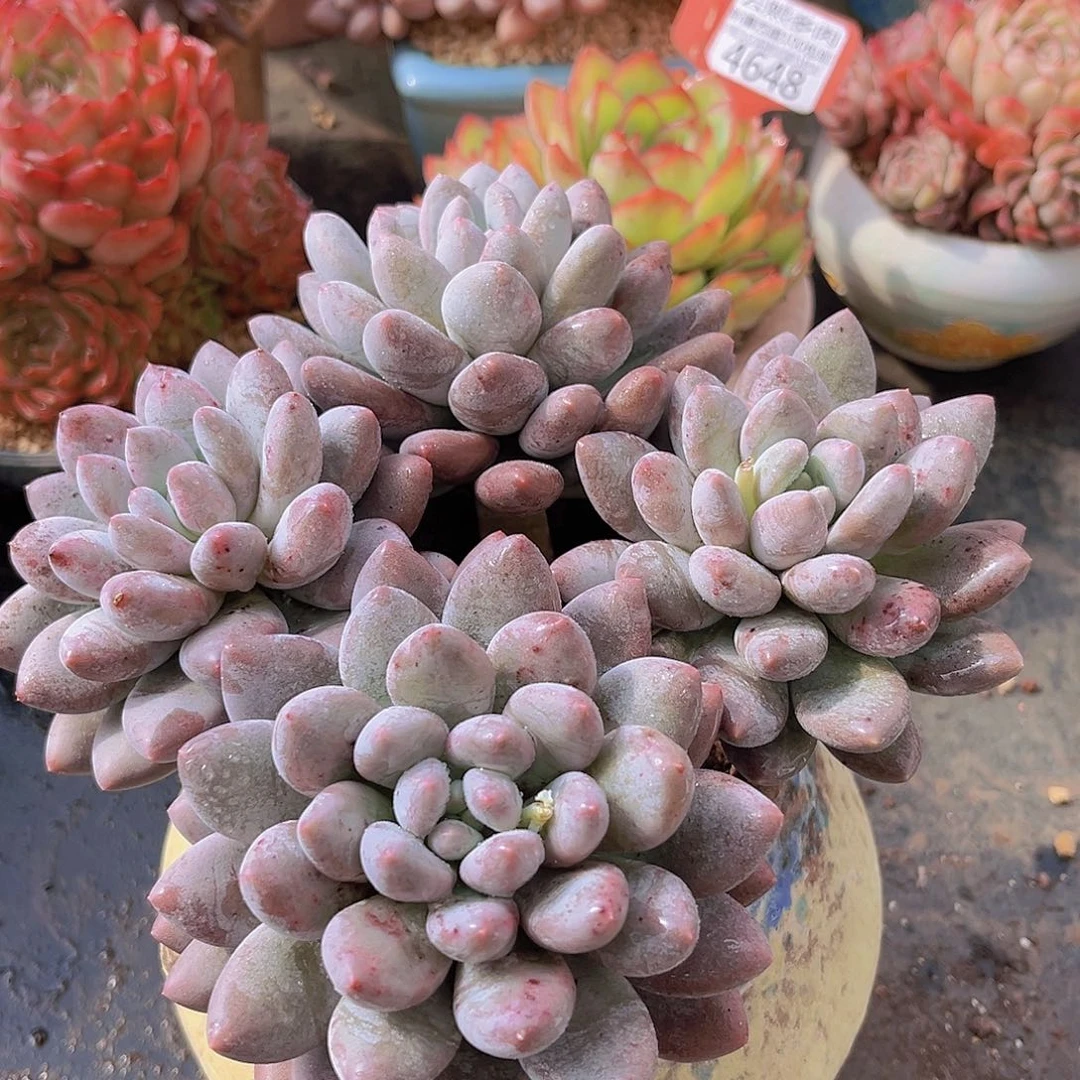 4766香索美人多肉植物