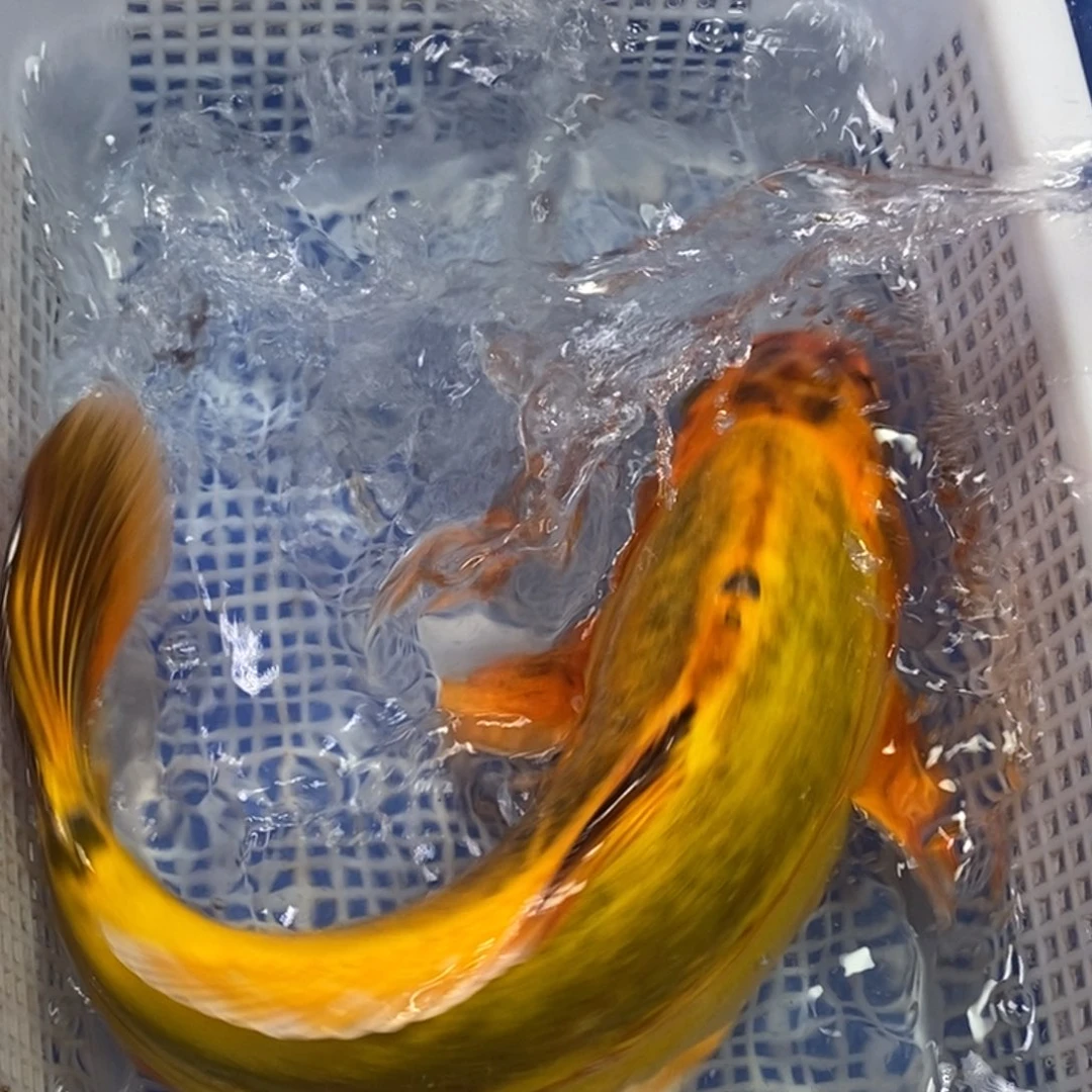 锦鲤冷水锦鲤包邮