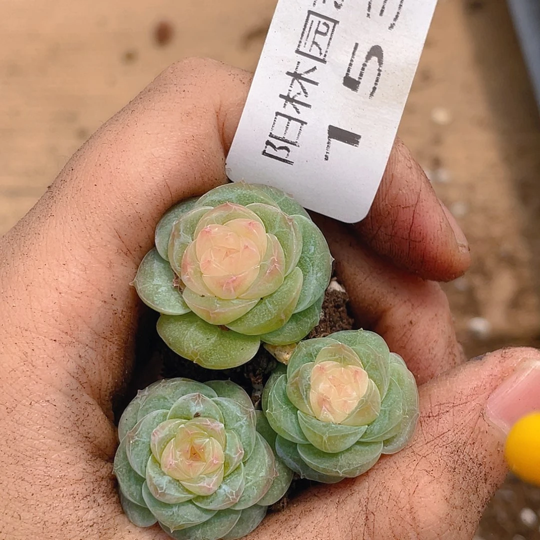 多肉植物多肉植物153