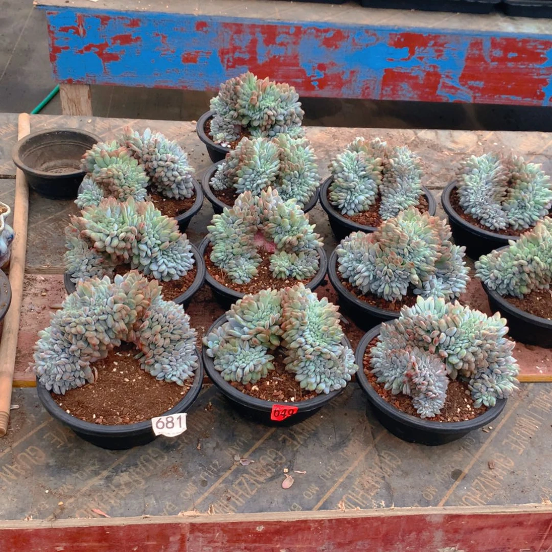 649橙子11111111111111