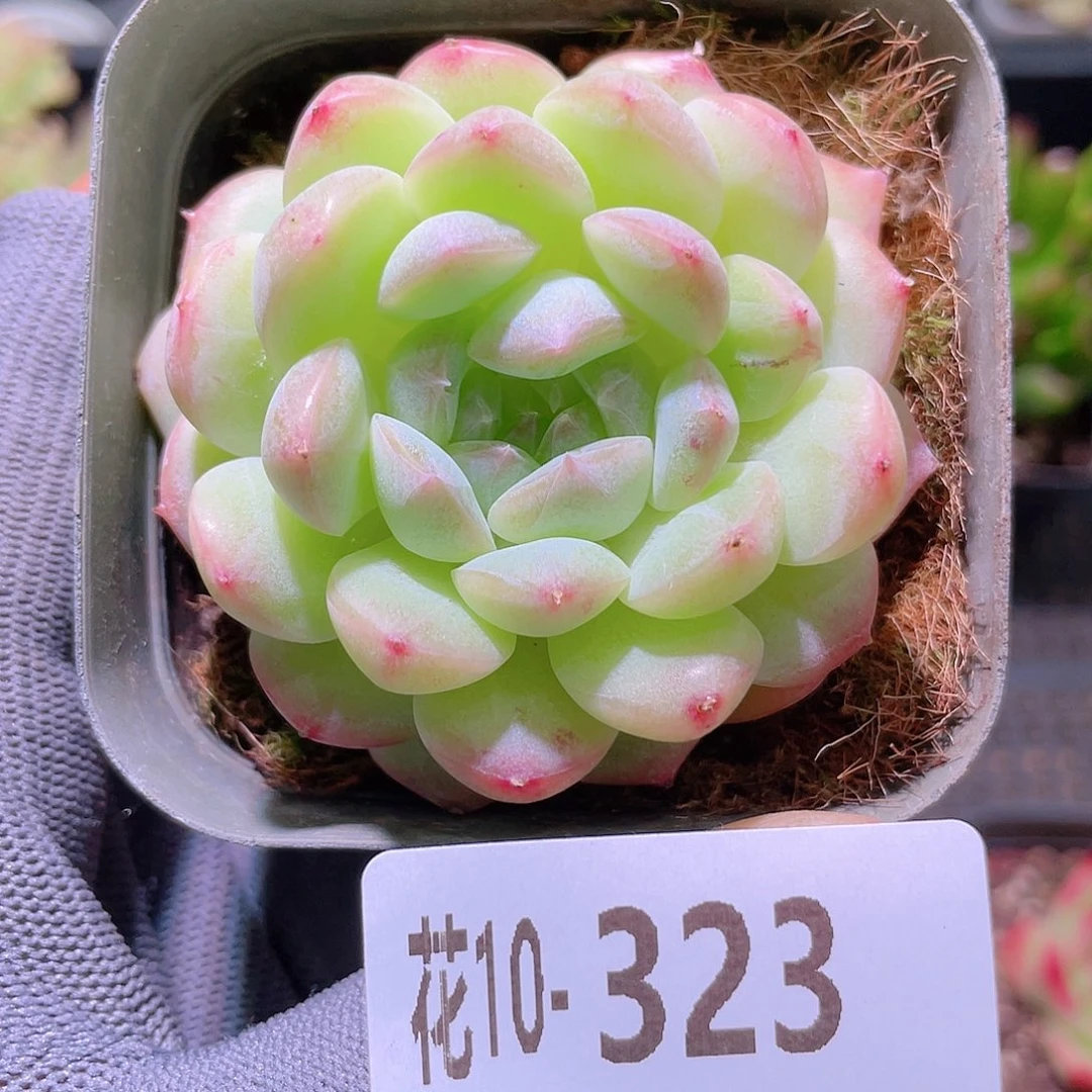 花利美10-323白桃汽水