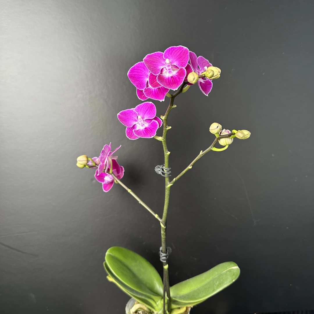 予兰花卉（朱雀）3.0寸杯带花带花苞发货