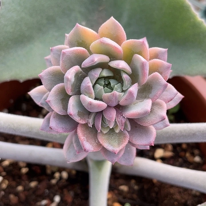 莱恩小精灵锦一物一拍