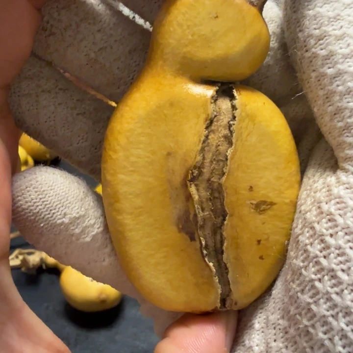 天***司6666666666666666天裂