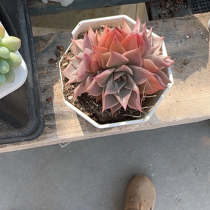 青蛙王子儿童牙膏111