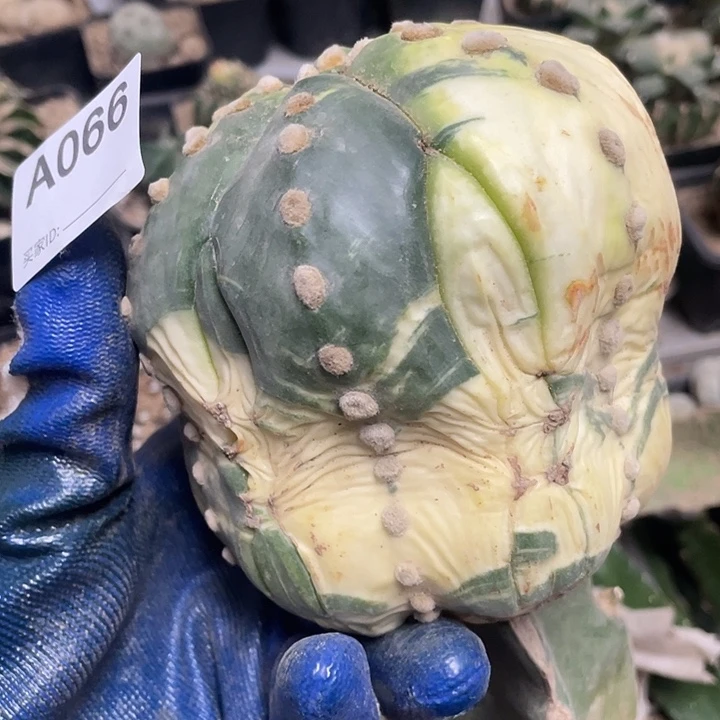 无根66号大琉璃兜一个