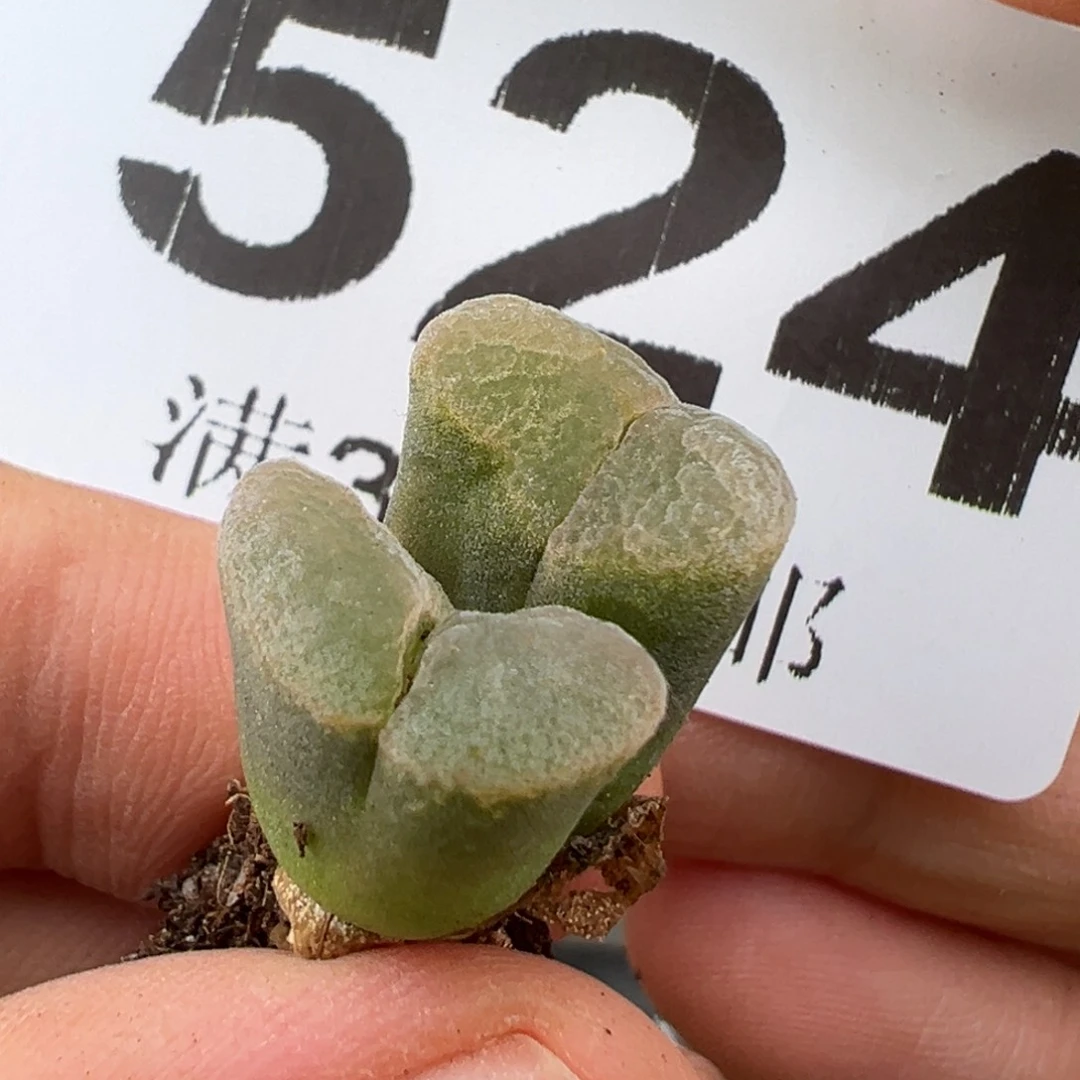 6.22好看的多肉脱土发货524