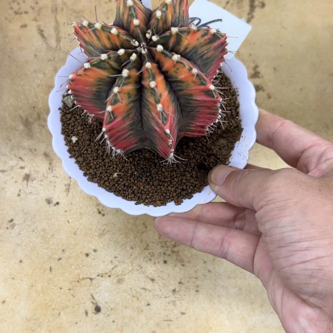C****?060号米哈仙人球多肉植物