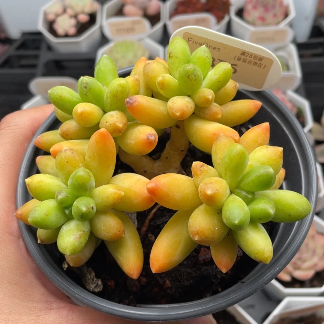 *****黄香蕉7876-11厘米