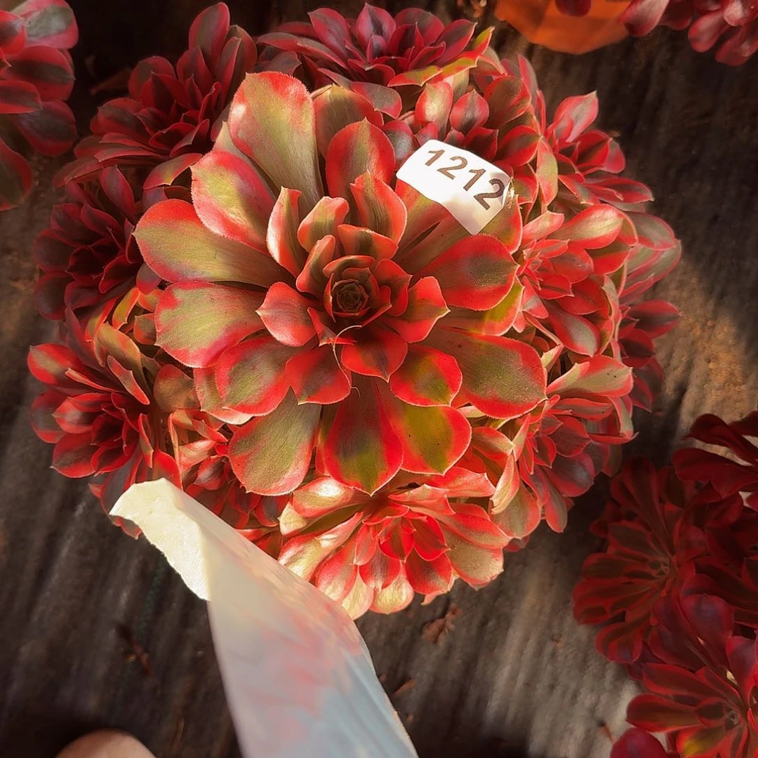 全部花朵1212粉女妖444冠服26左右