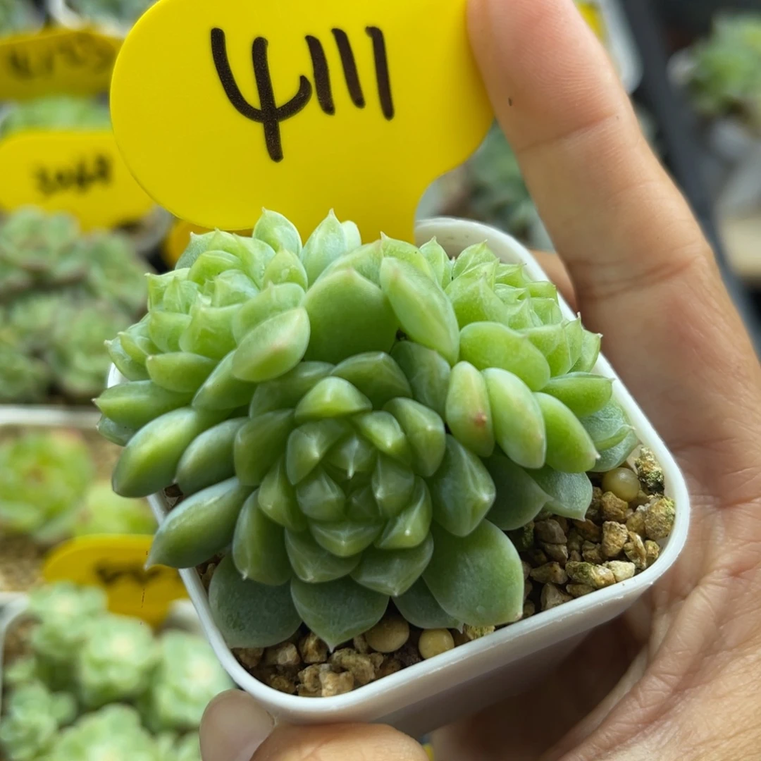 泼天富贵3头群4111
