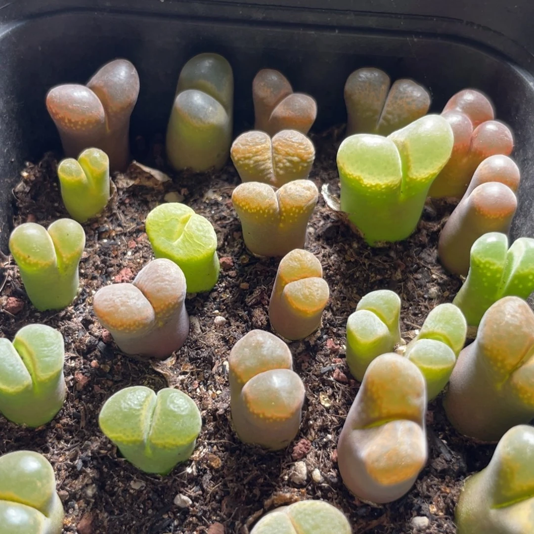 今晚大盆特价更新～21