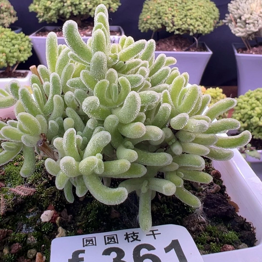 361芥末黄橙叶锦一物一拍