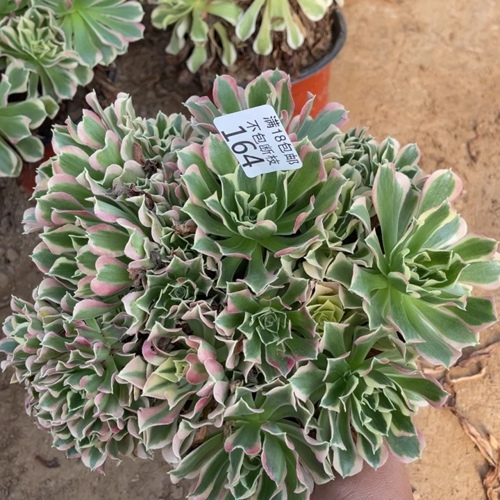 164白凤绣球4号棚